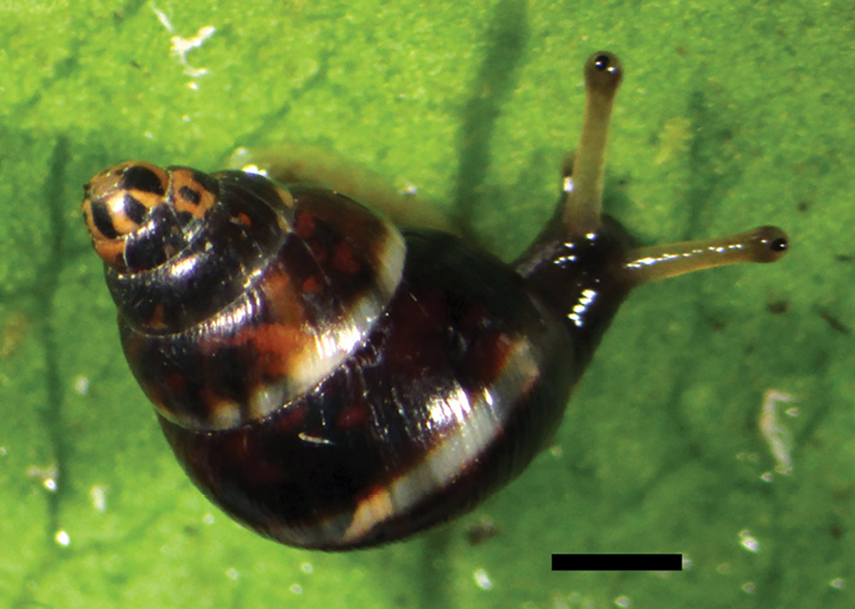 New species of native snail discovered | HawaiiTech.com